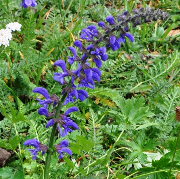 Salvia pratensis